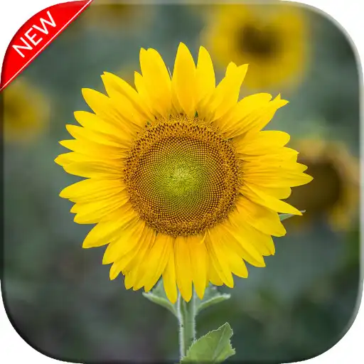 Play New Sunflower Wallpaper APK