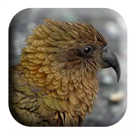 Play New Zealand Bird Sounds APK