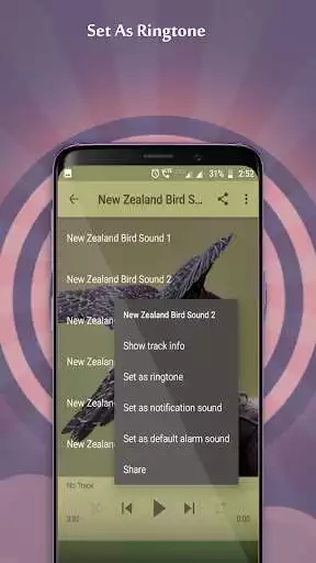 Play New Zealand Bird Sounds as an online game New Zealand Bird Sounds with UptoPlay