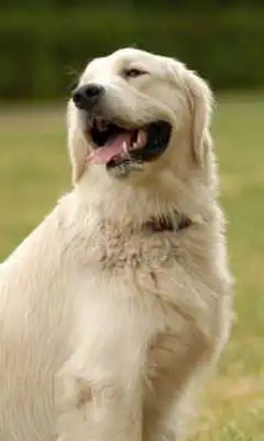 Play Nice Dog Live Wallpaper