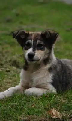 Play Nice Dog Live Wallpaper