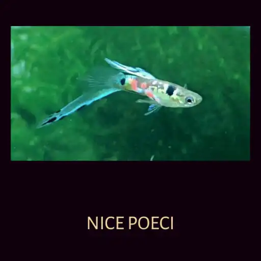 Play Nice Poeci APK Play Nice Poeci APK