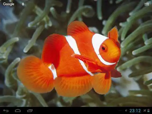 Play Nice Sea Fish 3D