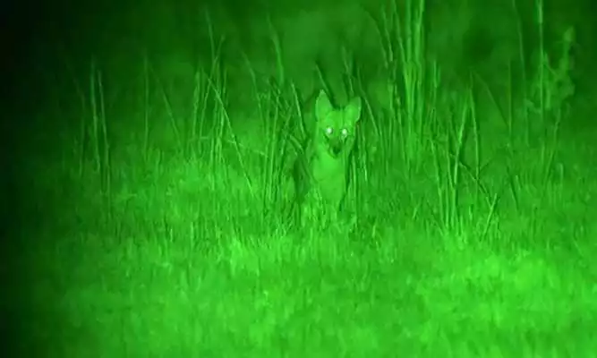 Play Night Cam 4K Full HD 1080p. Green Night Vision