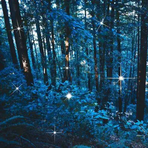 Play Night Forest Live Wallpaper APK