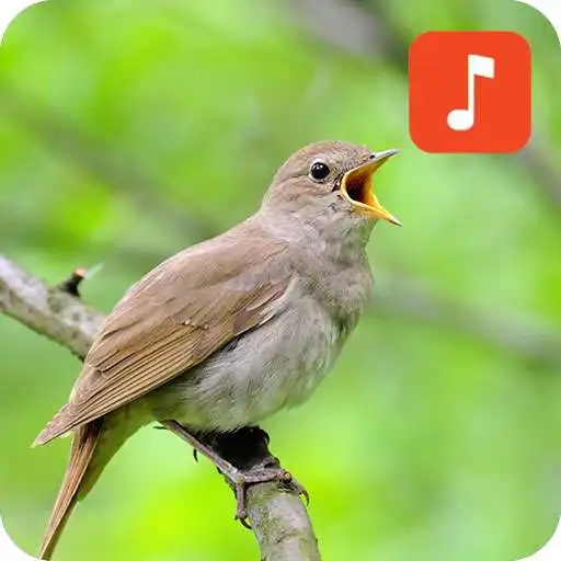 Play Nightingale Bird Songs APK Play Nightingale Bird Songs APK