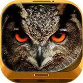 Free play online Night Owl Wallpaper HD APK