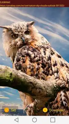 Play Night Owl Wallpaper HD