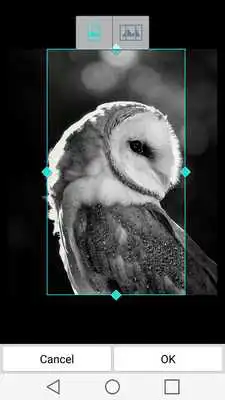 Play Night Owl Wallpaper HD