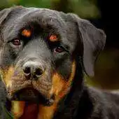 Free play online Nombres para perros rottweiler APK