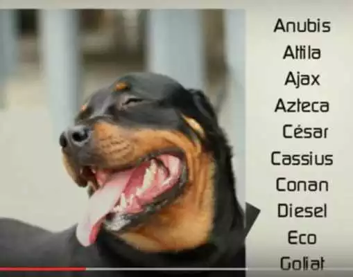 Play Nombres para perros rottweiler