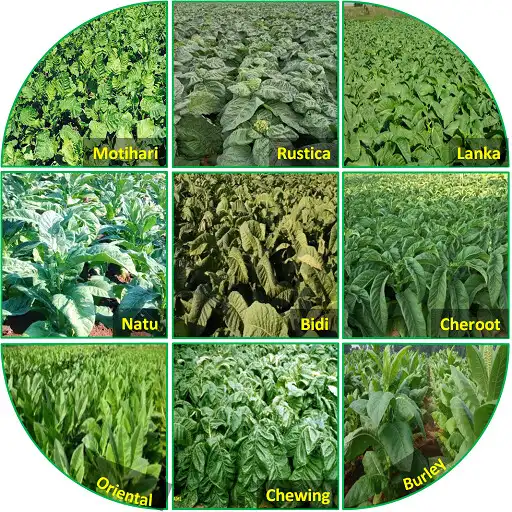 Play NON-FCV TOBACCO APK