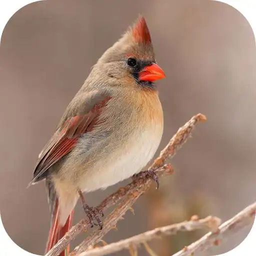 Free play online Northern Cardinal. Birds Wallpapers APK