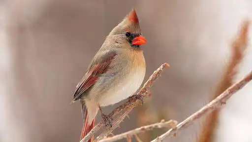 Play Northern Cardinal. Birds Wallpapers