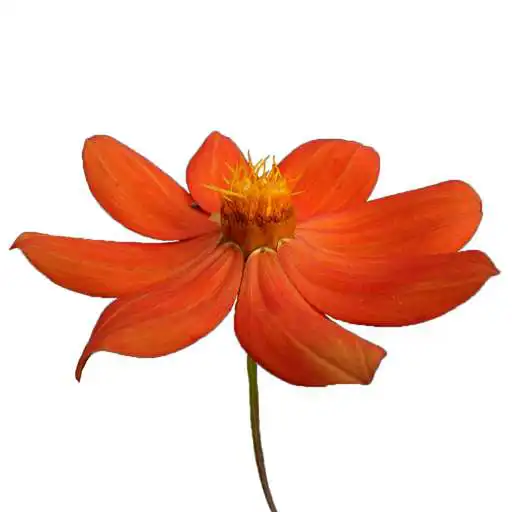 Play Northern Mexico Wildflowers APK