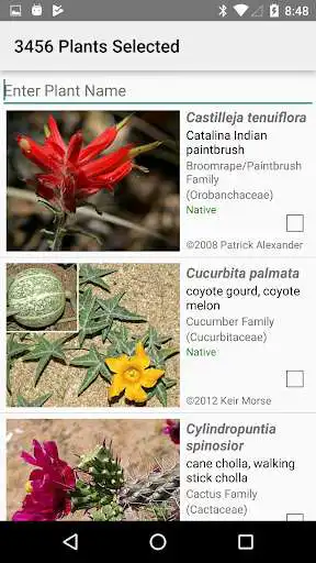 Play Northern Mexico Wildflowers as an online game Northern Mexico Wildflowers with UptoPlay
