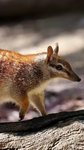 Play Numbat Wallpaper and enjoy Numbat Wallpaper with UptoPlay Play Numbat Wallpaper and enjoy Numbat Wallpaper with UptoPlay