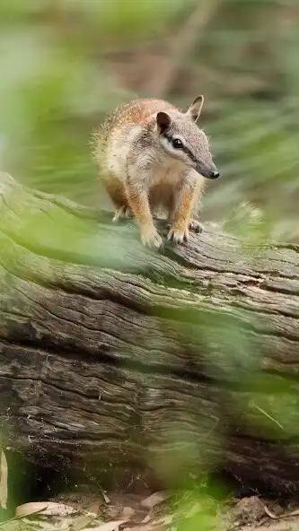 Play Numbat Wallpaper as an online game online Numbat Wallpaper with UptoPlay Play Numbat Wallpaper as an online game Numbat Wallpaper with UptoPlay