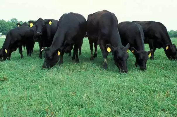 Play Number Farm