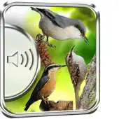Free play online Nuthatch Birds Sounds APK Free play online Nuthatch Birds Sounds APK