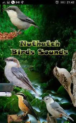 Play Nuthatch Birds Sounds