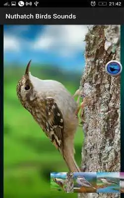 Play Nuthatch Birds Sounds