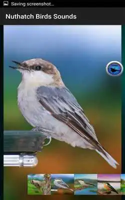 Play Nuthatch Birds Sounds