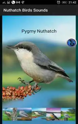Play Nuthatch Birds Sounds