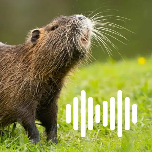 Play Nutria hunting calls APK