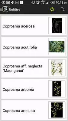 Play NZ Coprosma Key