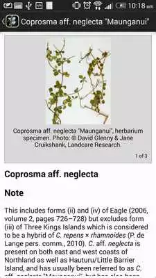 Play NZ Coprosma Key