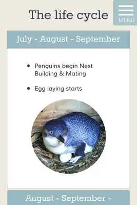 Play Oamaru Blue Penguin Colony