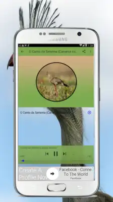 Play O Canto da Seriema