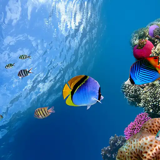 Play Ocean Fish Live Wallpaper APK Play Ocean Fish Live Wallpaper APK