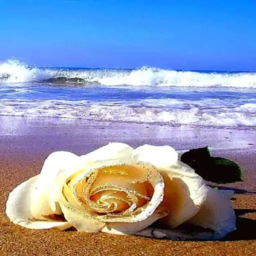 Play Ocean Flower Live Wallpaper APK Play Ocean Flower Live Wallpaper APK