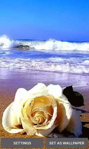 Play Ocean Flower Live Wallpaper  and enjoy Ocean Flower Live Wallpaper with UptoPlay