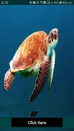 Play Ocean HD Wallpaper 2021 - JS and enjoy Ocean HD Wallpaper 2021 - JS with UptoPlay Play Ocean HD Wallpaper 2021 - JS and enjoy Ocean HD Wallpaper 2021 - JS with UptoPlay