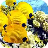 Free play online Ocean HD Wallpapers APK Free play online Ocean HD Wallpapers APK