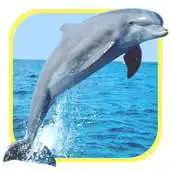 Free play online Oceans Elf: Dolphins APK