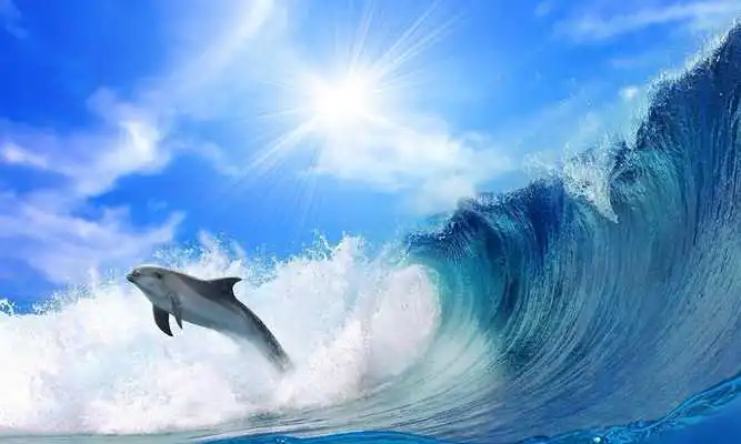 Play Oceans Elf: Dolphins
