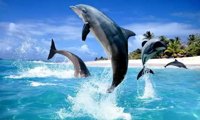 Play Oceans Elf: Dolphins