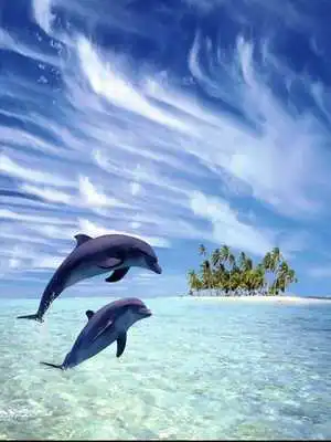 Play Oceans Elf: Dolphins