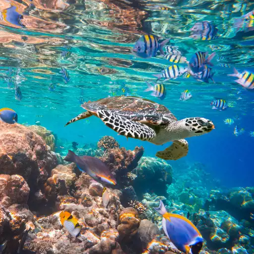 Play Ocean Wallpaper APK Play Ocean Wallpaper APK