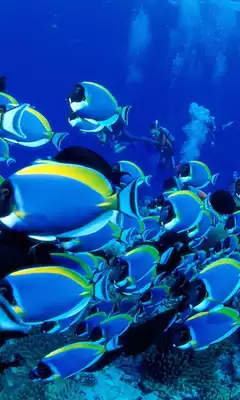 Play Ocean Wallpapers