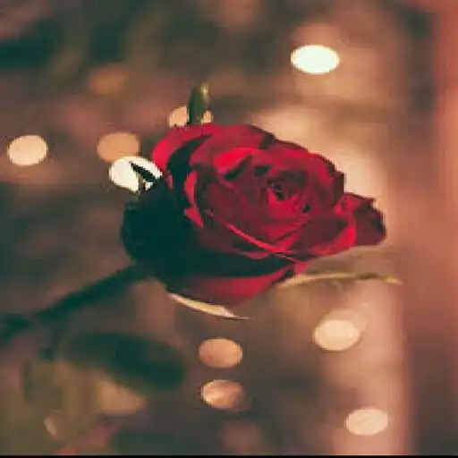 Play Offline rose wallpapers APK
