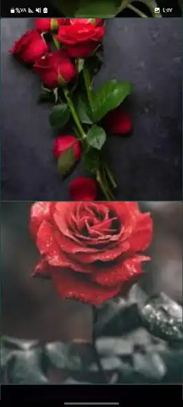 Play Offline rose wallpapers  and enjoy Offline rose wallpapers with UptoPlay