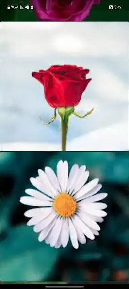 Play Offline rose wallpapers as an online game Offline rose wallpapers with UptoPlay