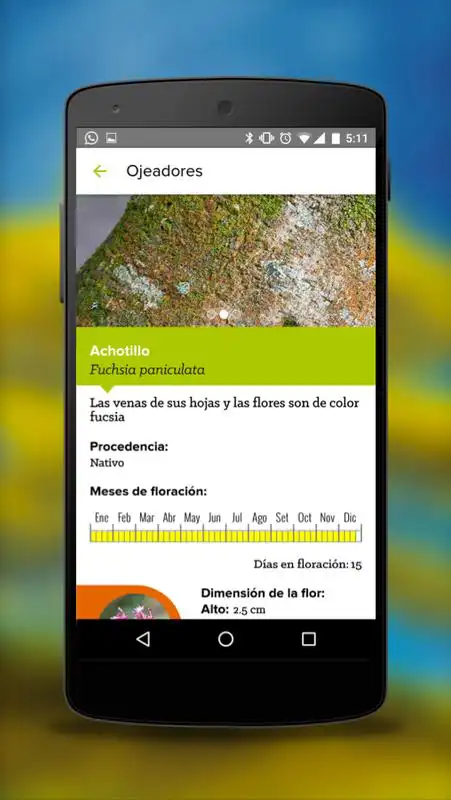 Play Ojeadores