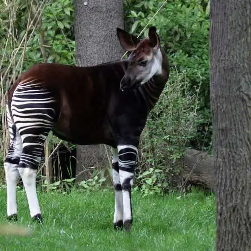 Play Okapi Wallpaper APK