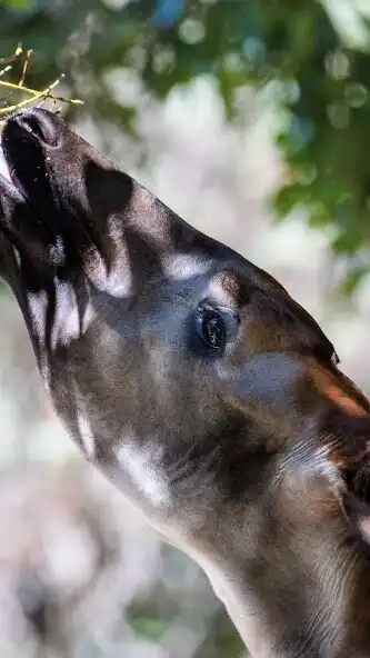 Play Okapi Wallpaper as an online game online Okapi Wallpaper with UptoPlay Play Okapi Wallpaper as an online game Okapi Wallpaper with UptoPlay